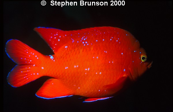 I photographed this juvenile Garibaldi at San Clemente Island with my Nikon 8008 and my 105mm macro lens, with two strobes. I love the results, and will be going back for more! 

