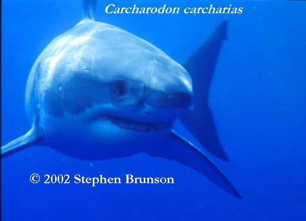 Occasianlly the seal fights back. Researchers have seen deep scarring on sharks' heads from the teeth and claws of elephant seals. But the shark inevitably wins, gets its first chunck of prey, then leaves the dying seal for a leisurely later meal. Often other white sharks arrive to feed off the kill, with no apparent interference from the killing shark. (White sharks, however, can be aggressive toward each other. Observers of white sharks in South Africa have seen them jumping completely clear of the water and inflicting wounds on each other while in combat, for unknown reasons.)