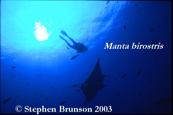 The manta's filtration system is used for feeding as well as respiration. The blue whale, basking shark, and whale shark have feeding systems similar to the Manta's.